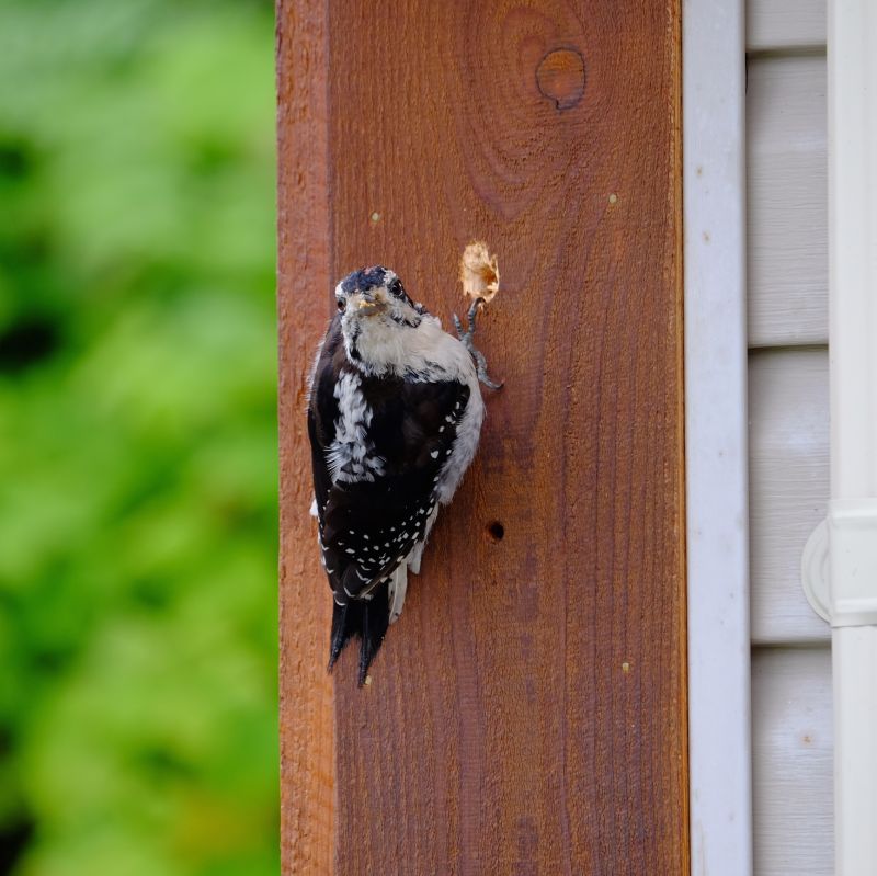 Woodpecker Damage on Wooden Siding