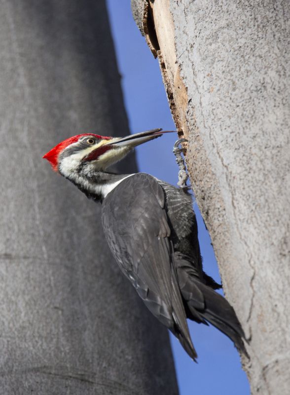 Preventative Measures for Woodpecker Damage